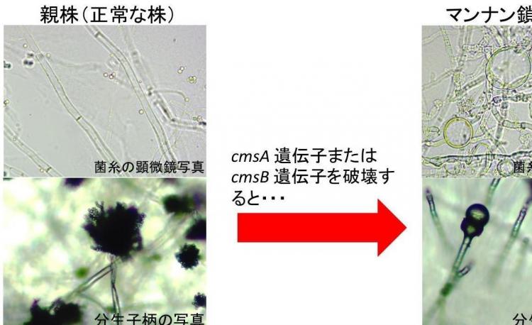 応用微生物工学専攻尾上さんの論文がScientific Reportsに掲載！