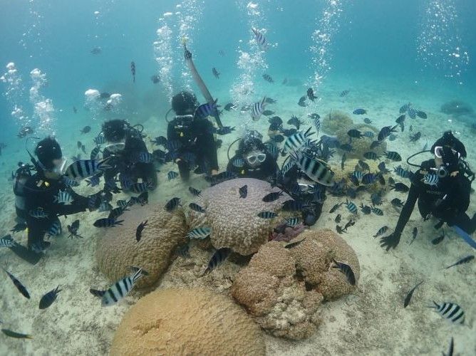 海の生物によるまちづくりの実態調査.jpg