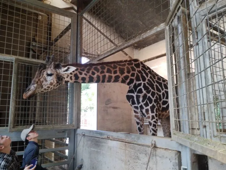 大牟田市動物園でのキリンの歩行解析、耳用センサ試作のための３D形状測定