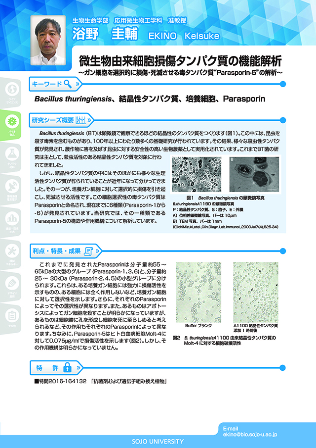 微生物由来細胞損傷タンパク質の機能解析