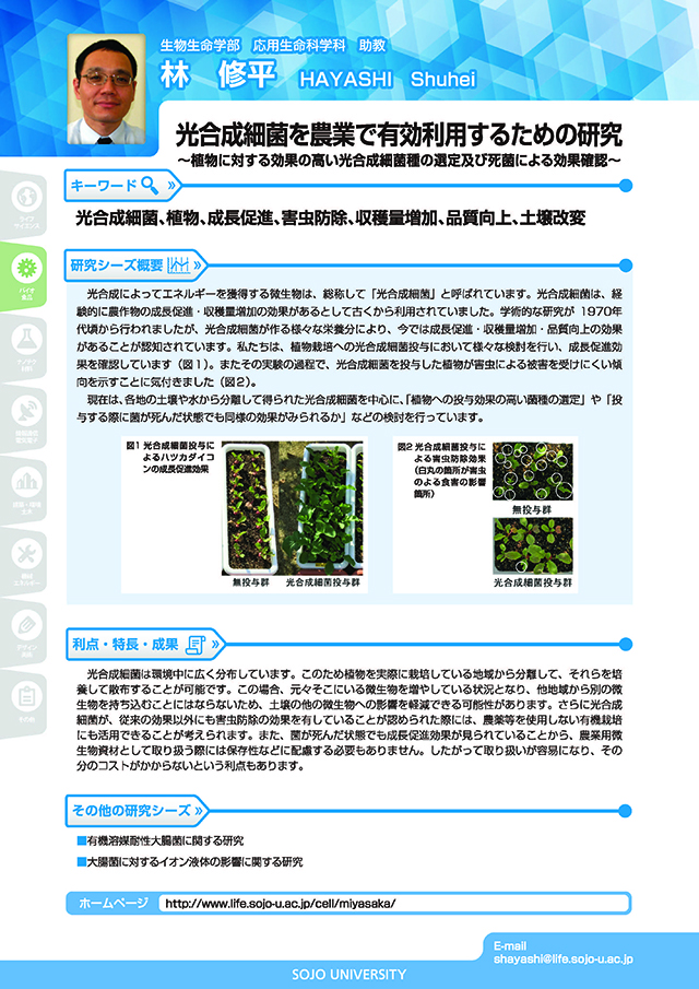 光合成細菌を農業で有効利用するための研究