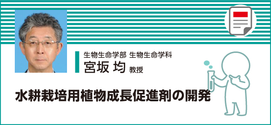 水耕栽培用植物成長促進剤の開発