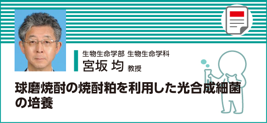 球磨焼酎の焼酎粕を利用した光合成細菌の培養