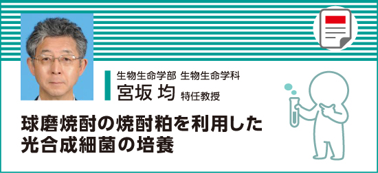 球磨焼酎の焼酎粕を利用した光合成細菌の培養