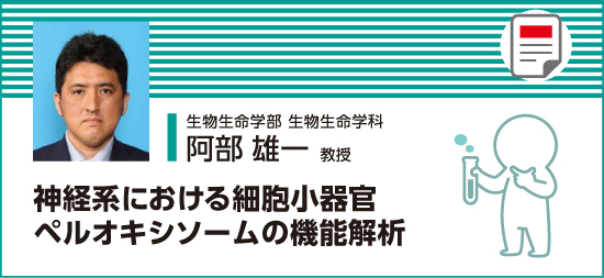 神経系における細胞小器官ペルオキシソームの機能解析