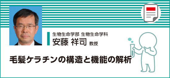 毛髪ケラチンの構造と機能の解析