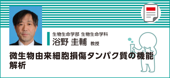 微生物由来細胞損傷タンパク質の機能解析