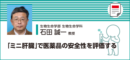 「ミニ肝臓」で医薬品の安全性を評価する