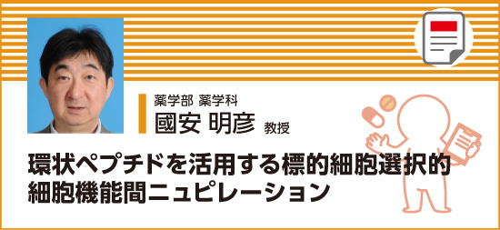 環状ペプチドを活用する標的細胞選択的細胞機能マニュピレーション