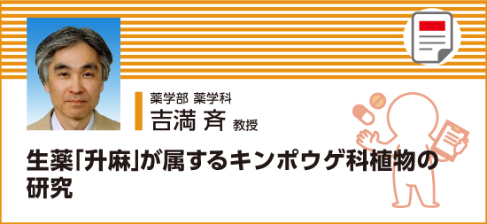 生薬「升麻」が属するキンポウゲ科植物の研究