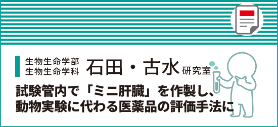 試験管内で「ミニ肝臓」を作製し、動物実験に代わる医薬品の評価手法に